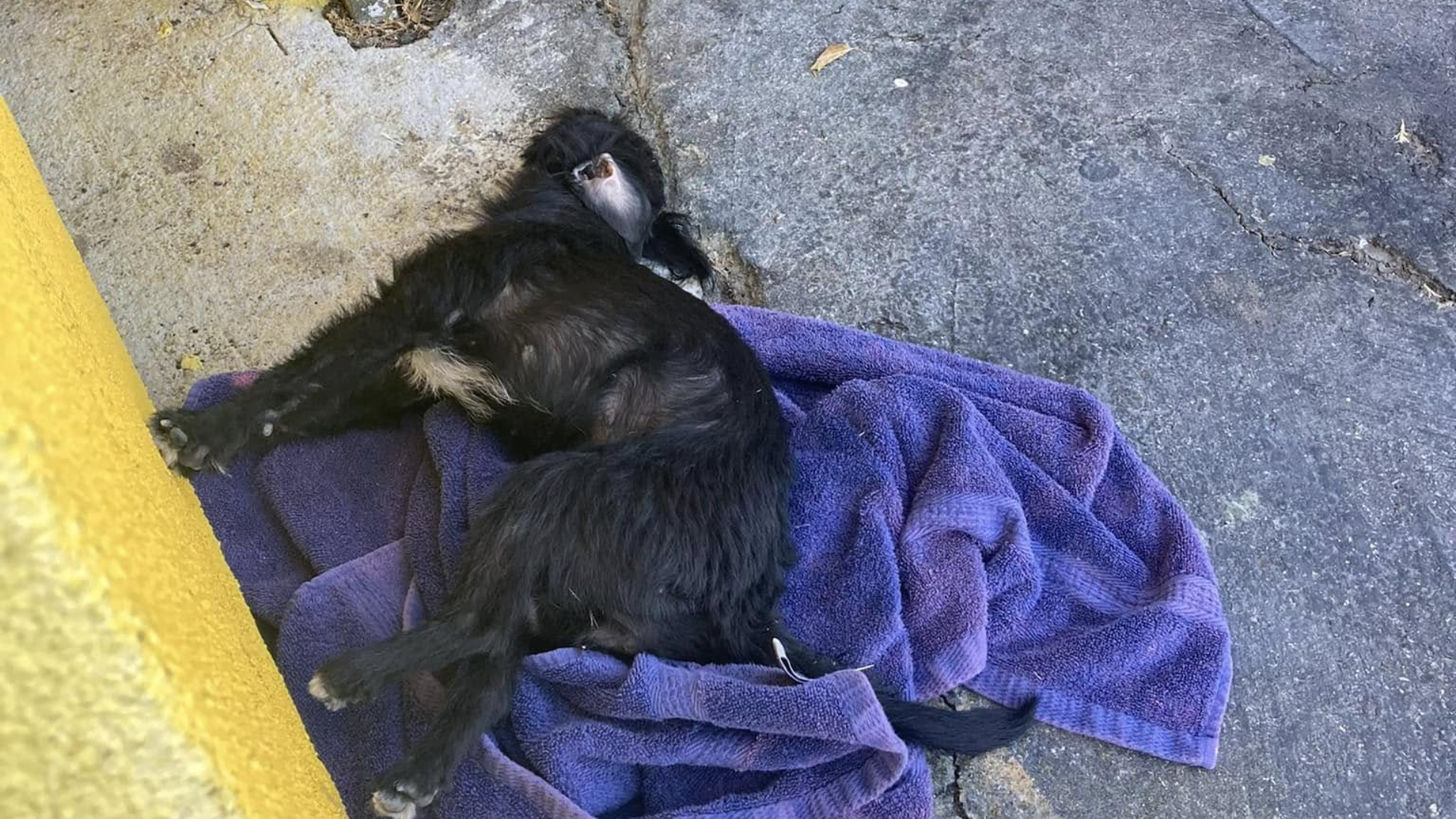 stray dog in blanket