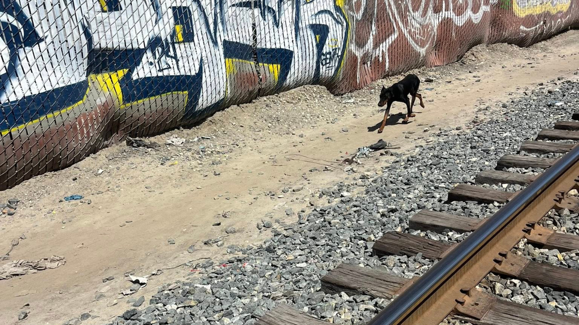 dog near train tracks