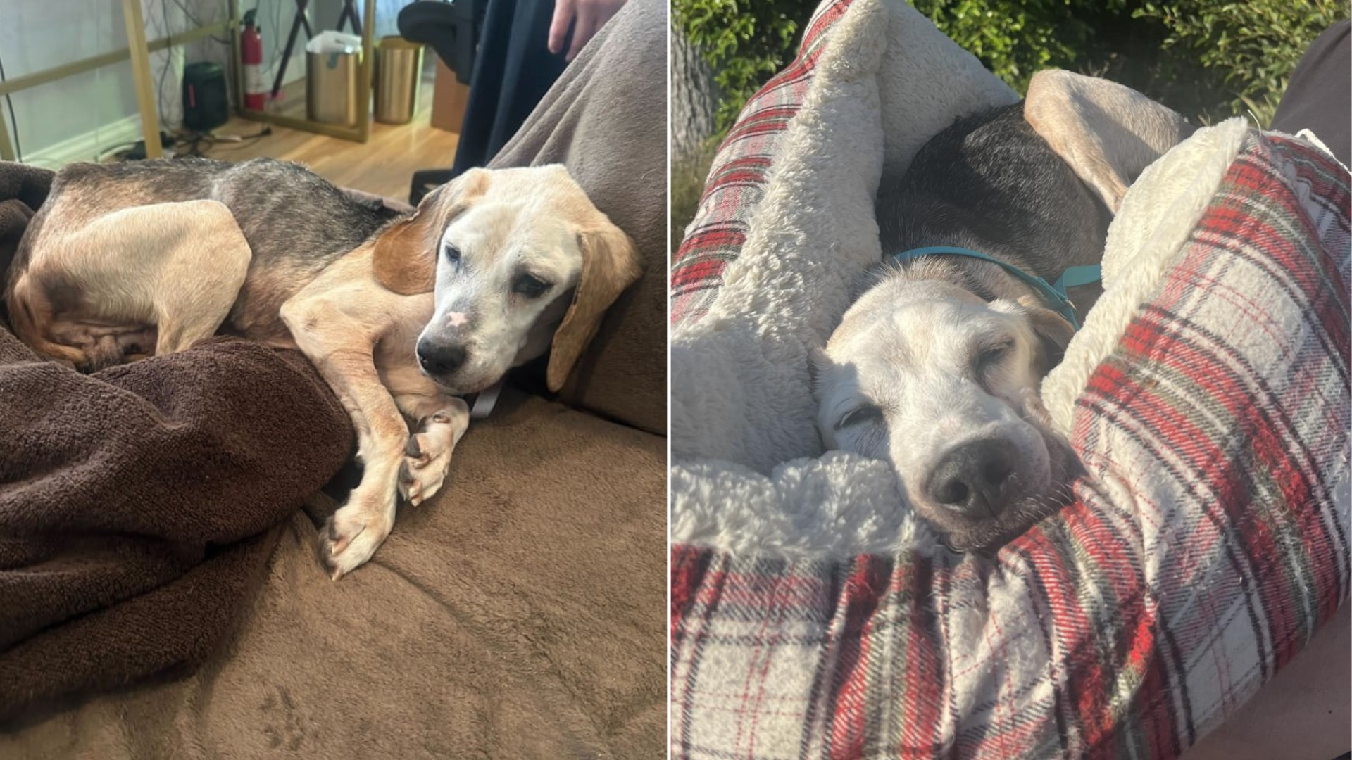 dog with scars resting