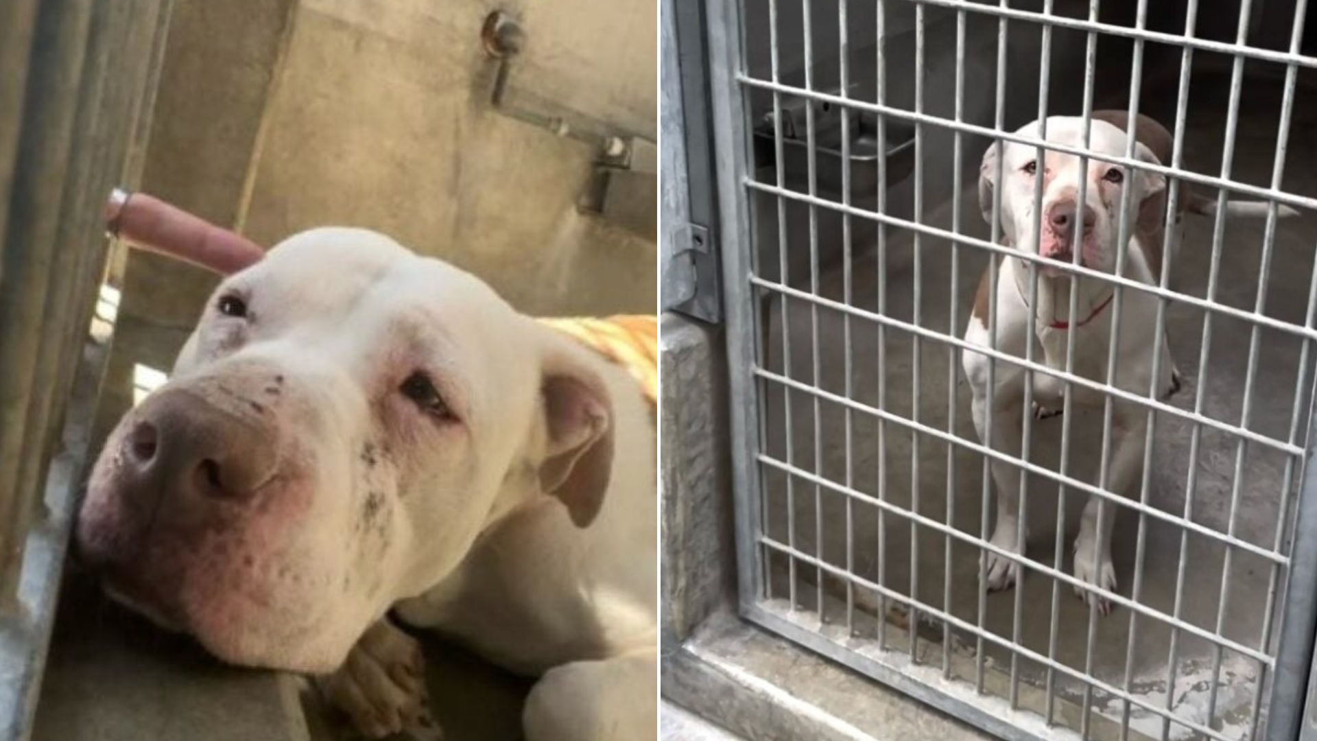 white shelter dog in cage
