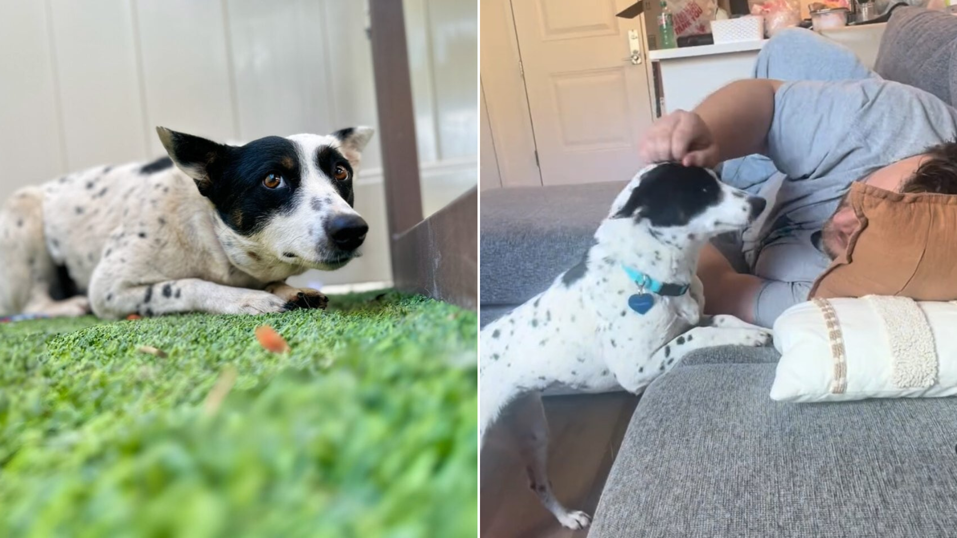 shy dog petted by man