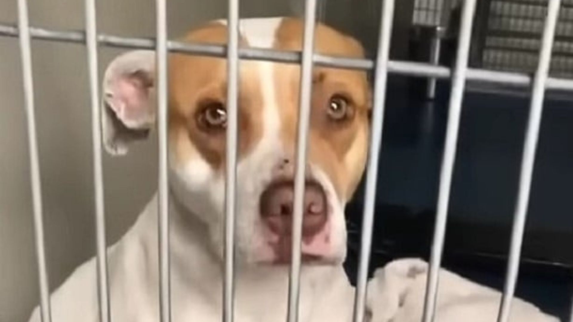 dog in shelter