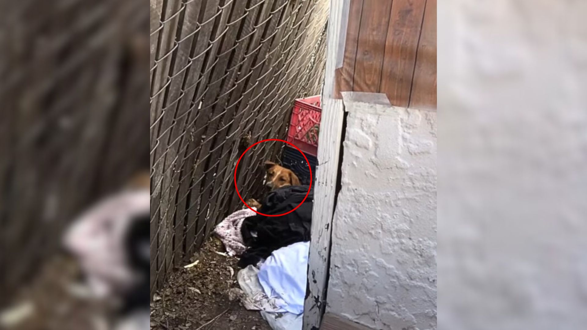 stray dog laying down