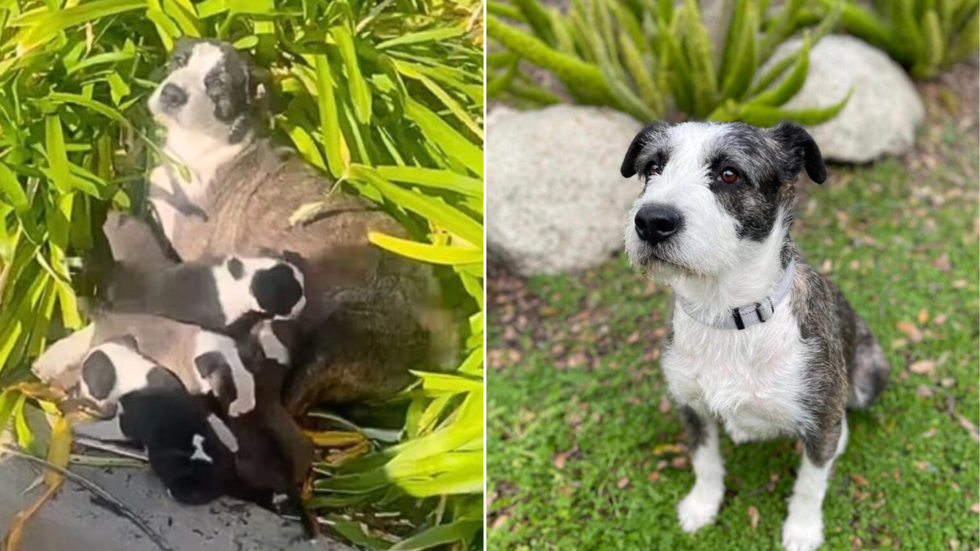 mother dog with puppies