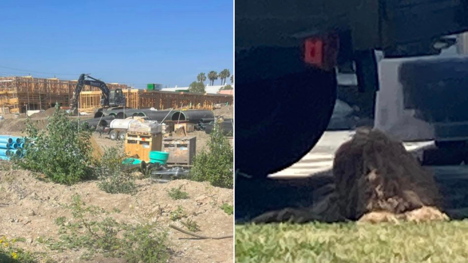 dog hiding in construction site