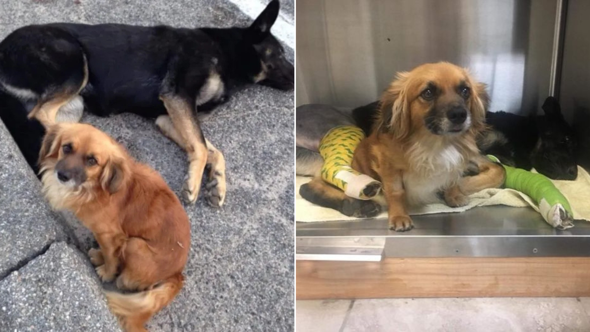 small dog guarding big dog