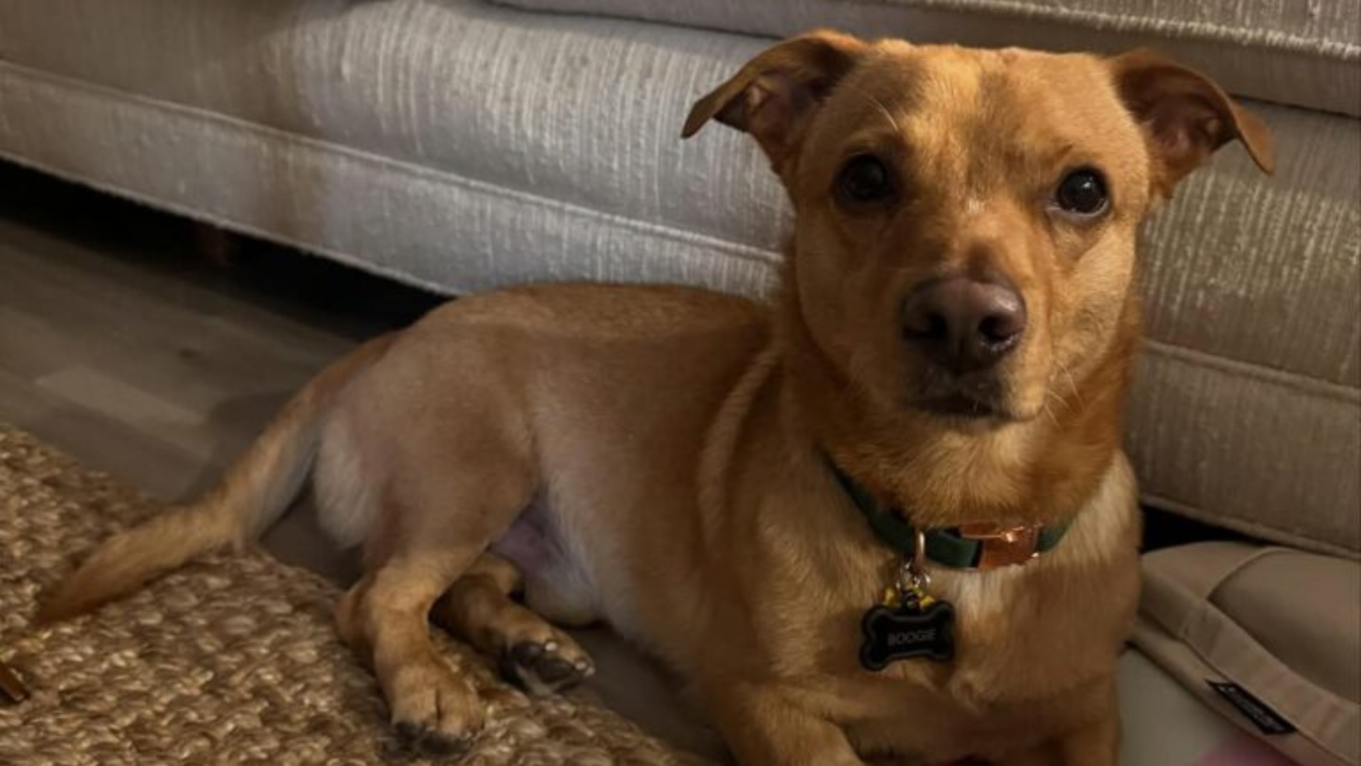 brown dog sitting on carpet