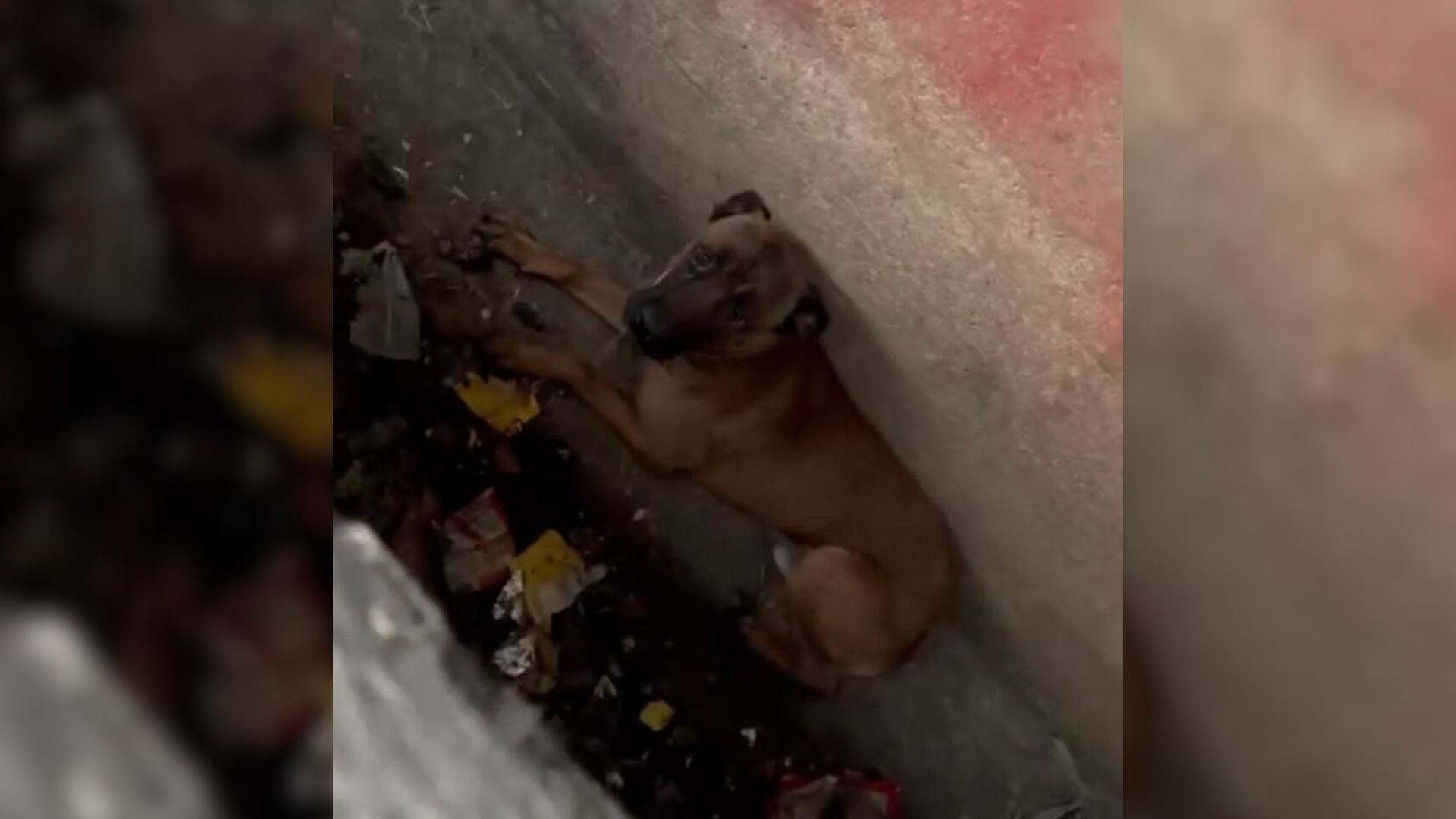 dog stuck in sewer