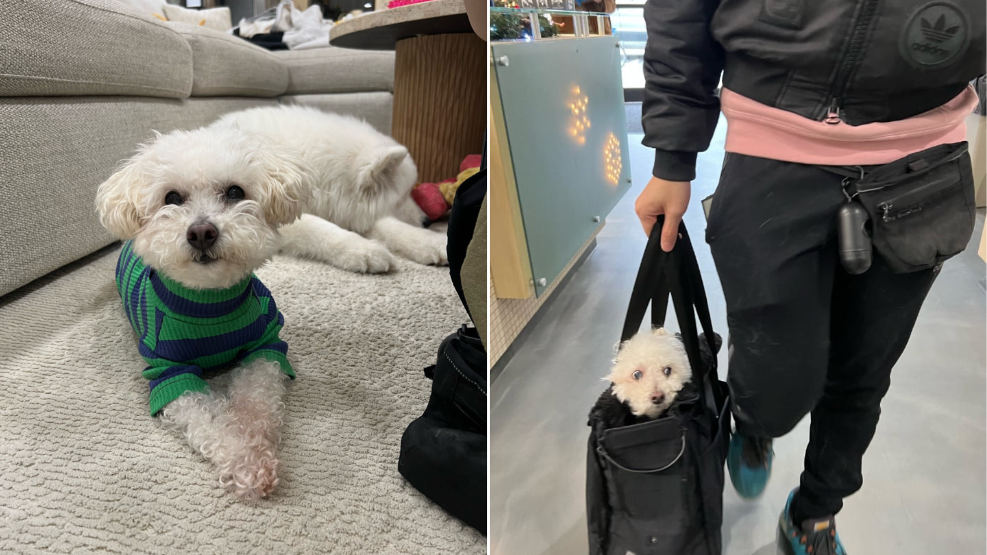 white dog wearing sweater