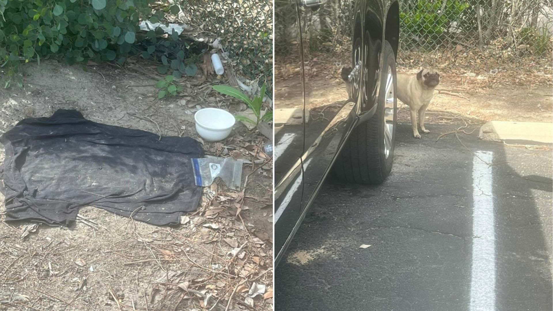 abandoned scared dog