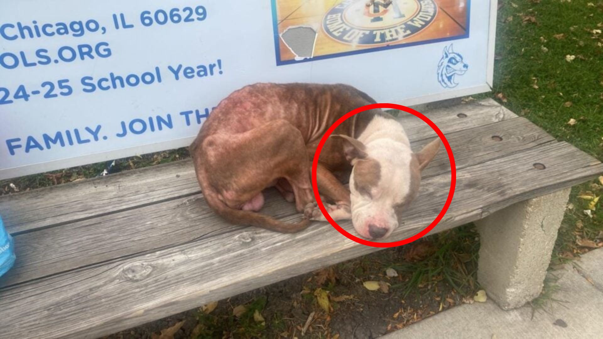 dog laying on bench