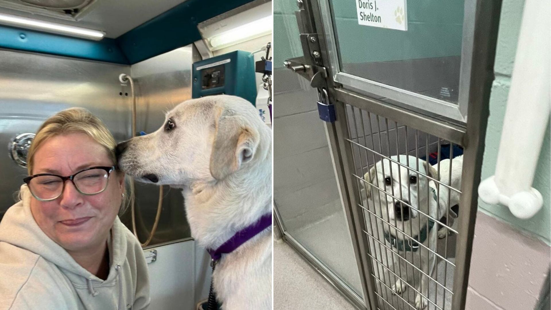 woman and abandoned dog