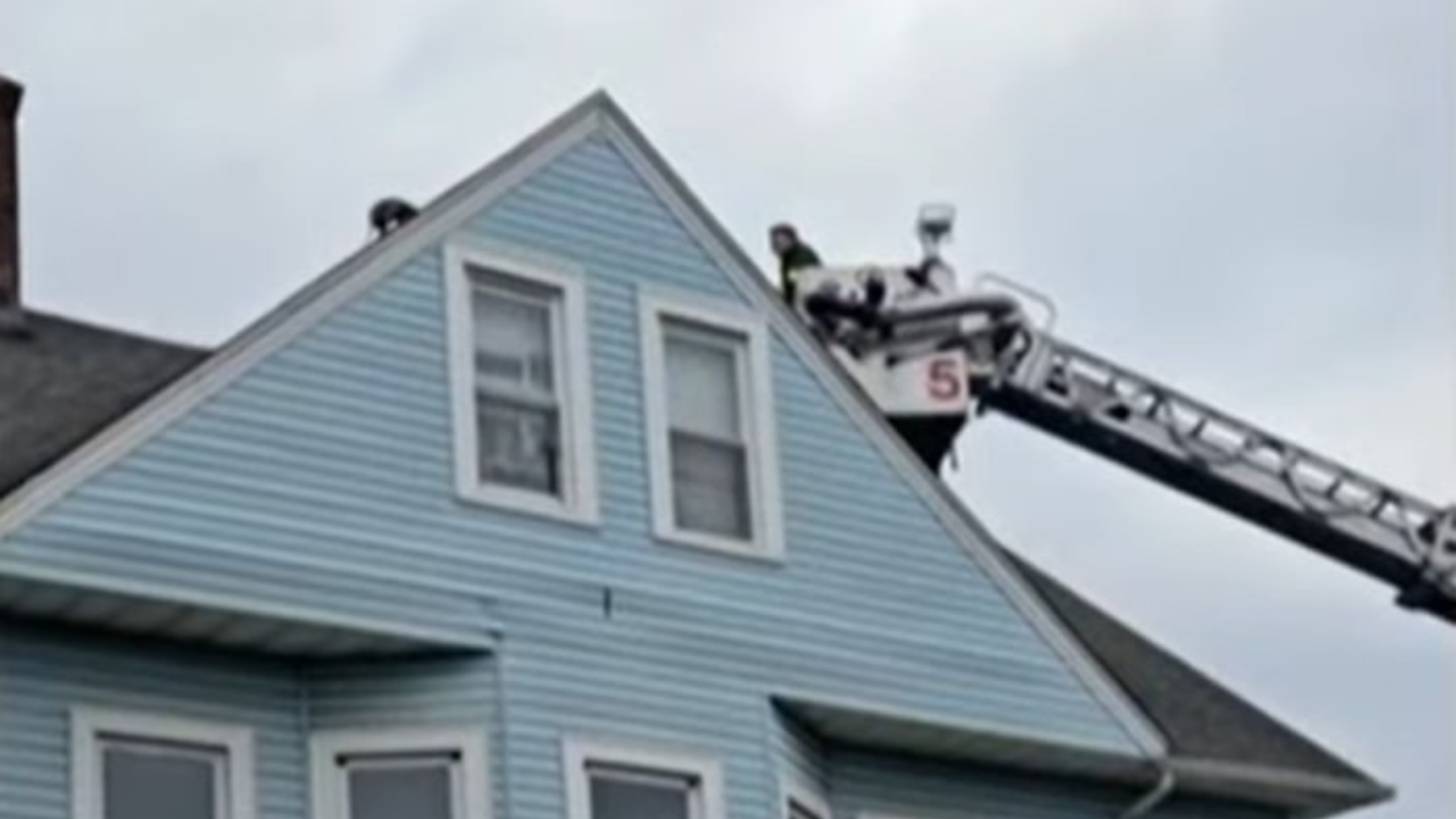 dog stuck on roof