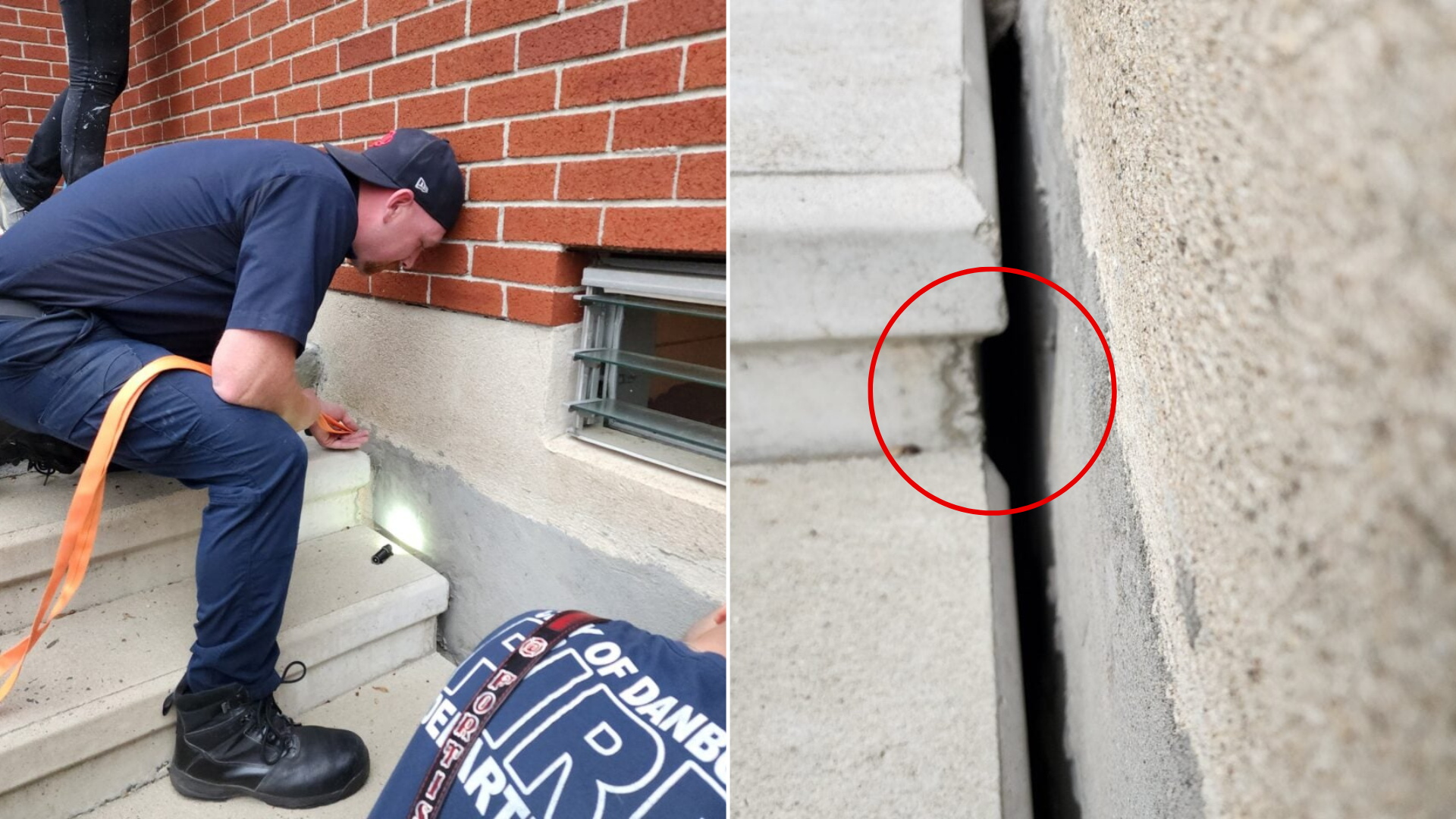 workers rescuing animal