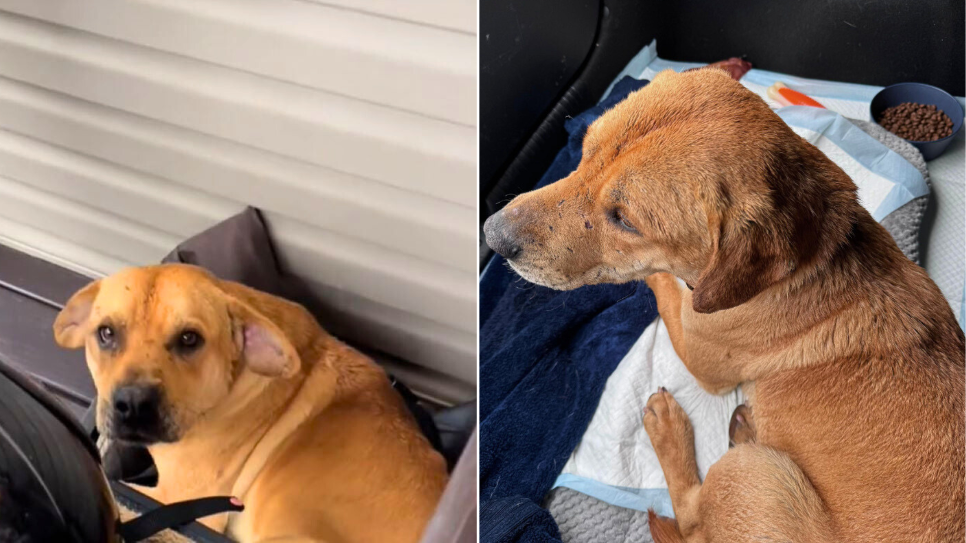 stray dog outside a house