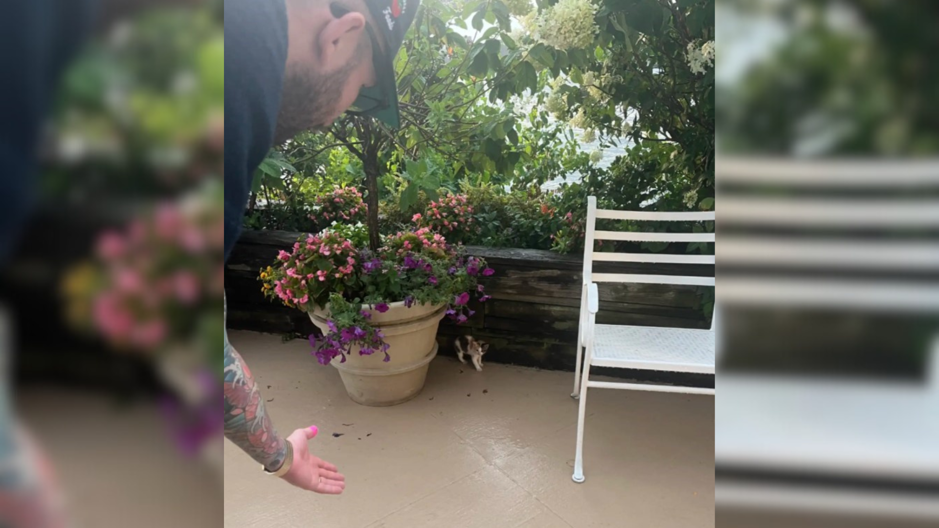 kitten behind flower pot