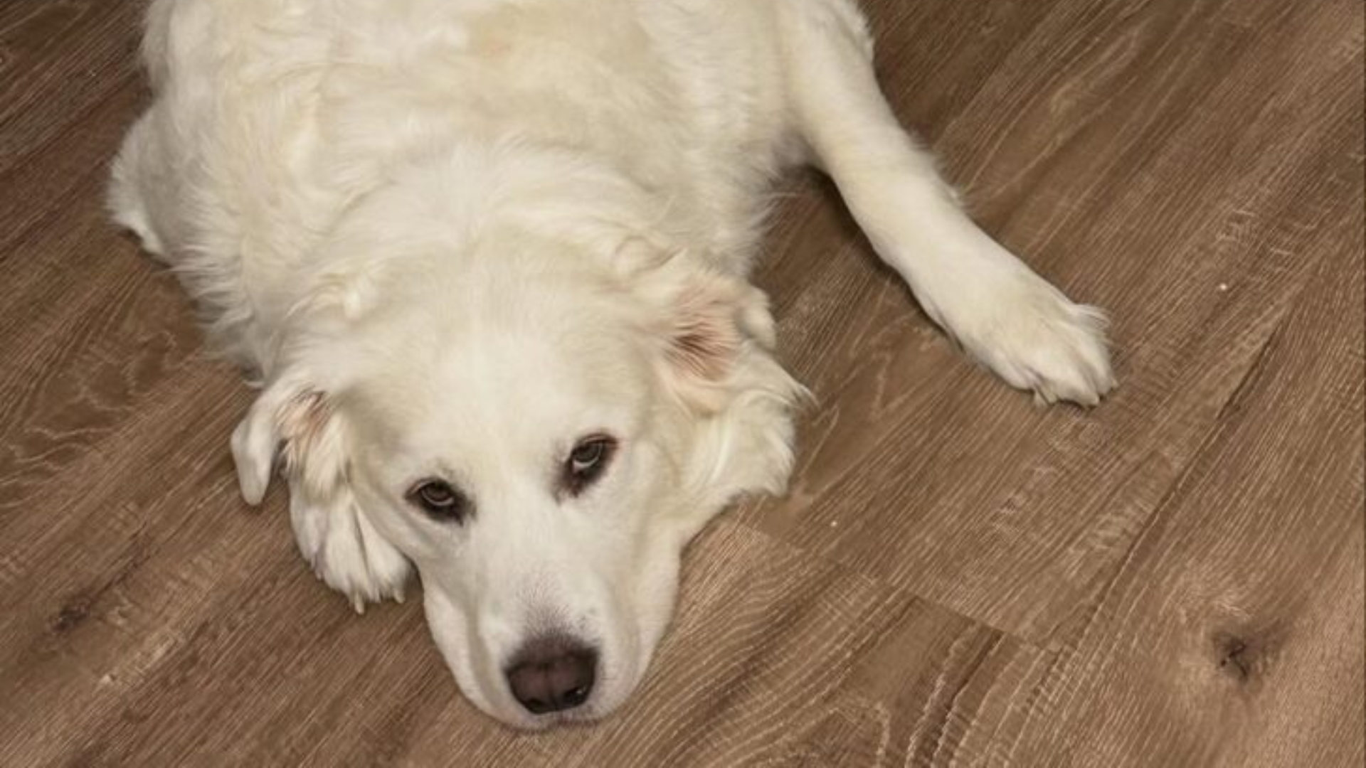 large white dog lying on floor