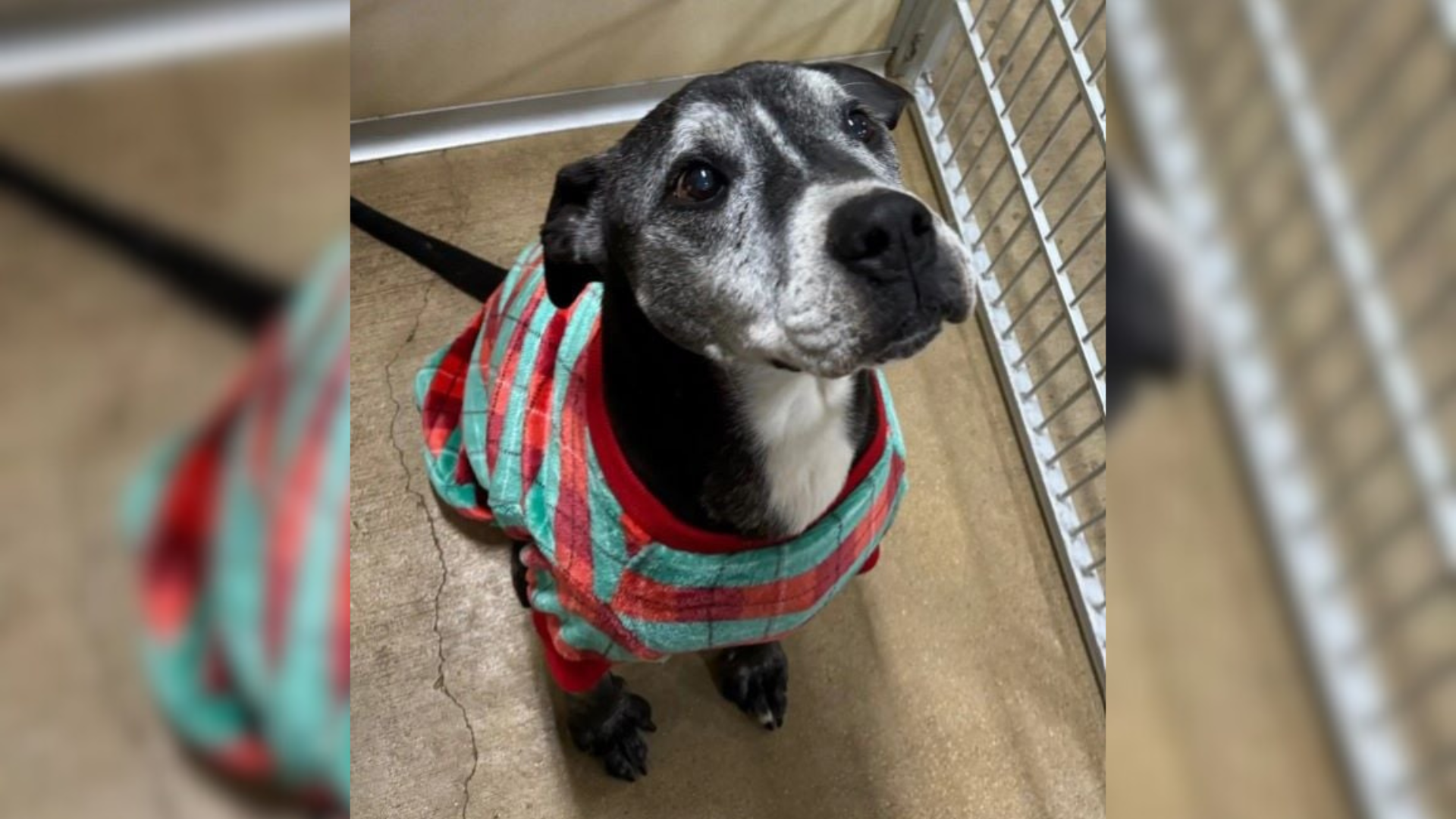 shelter dog in sweater