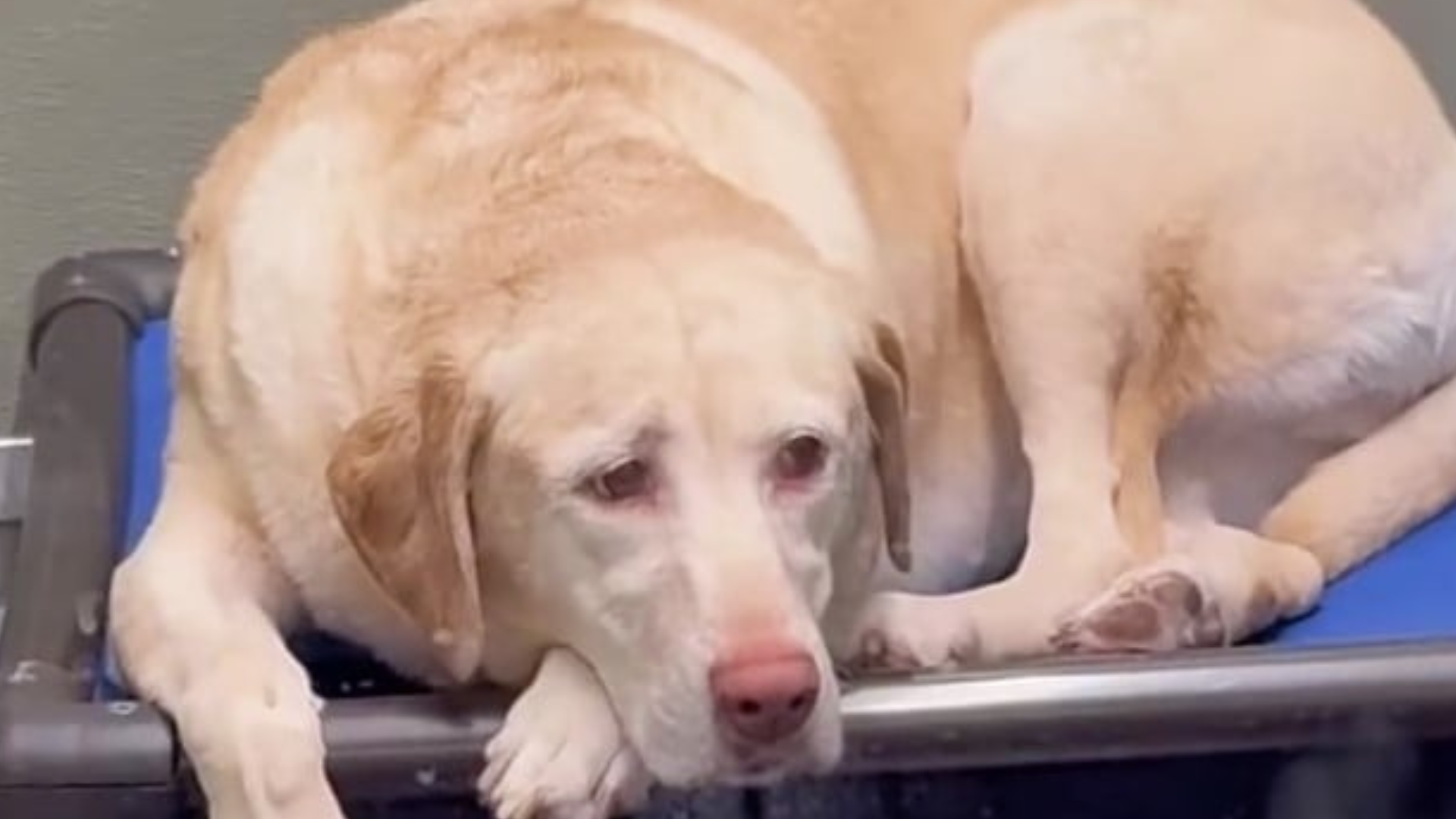 sad golden dog