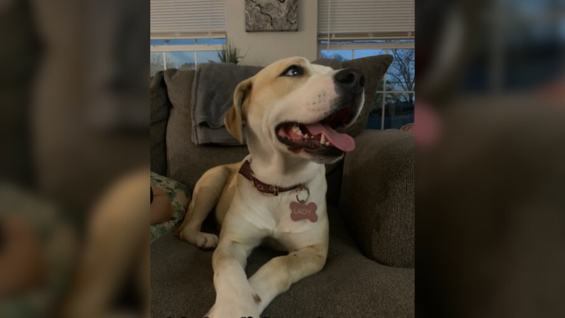 dog sitting on couch