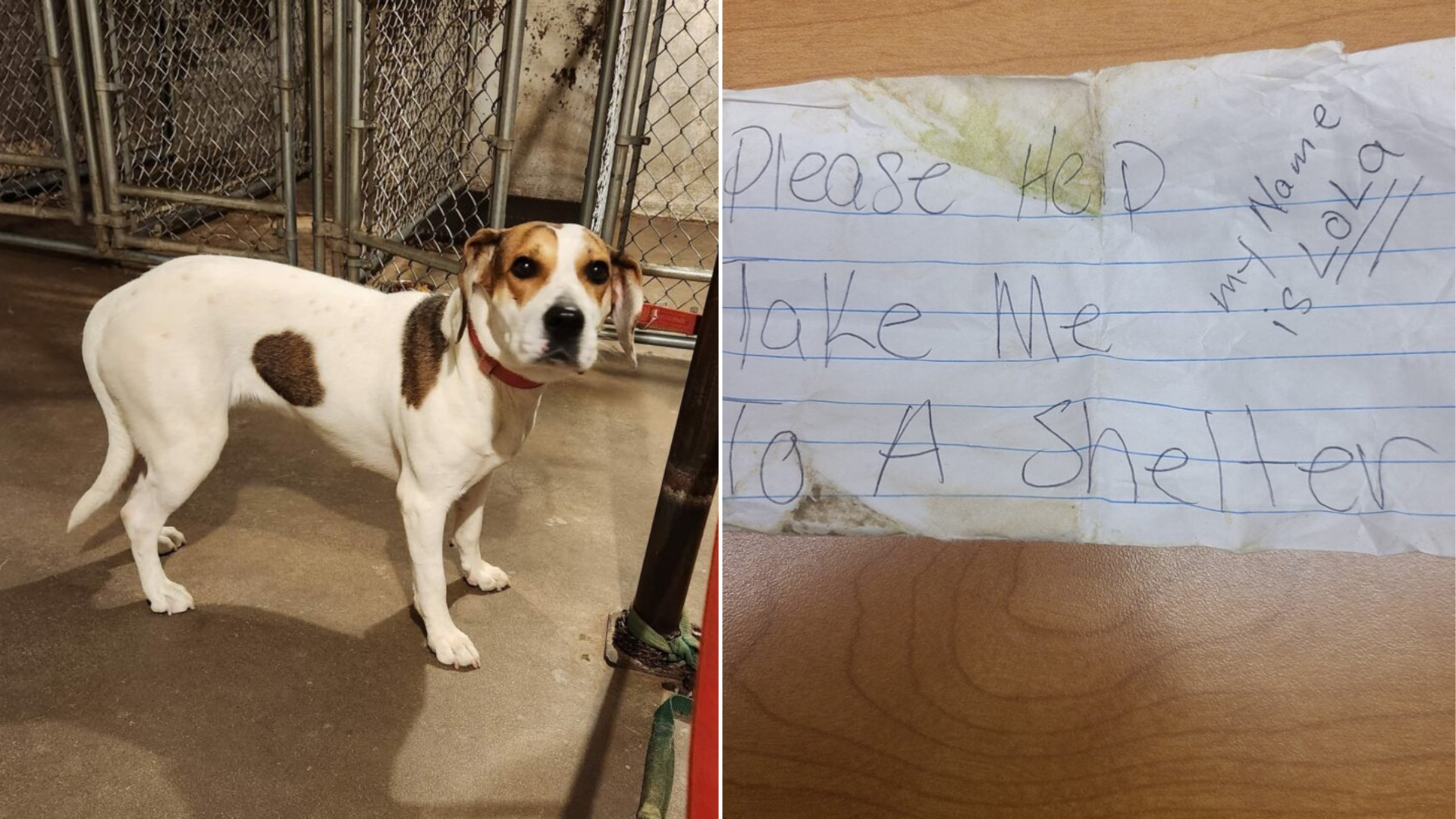 abandoned dog with letter