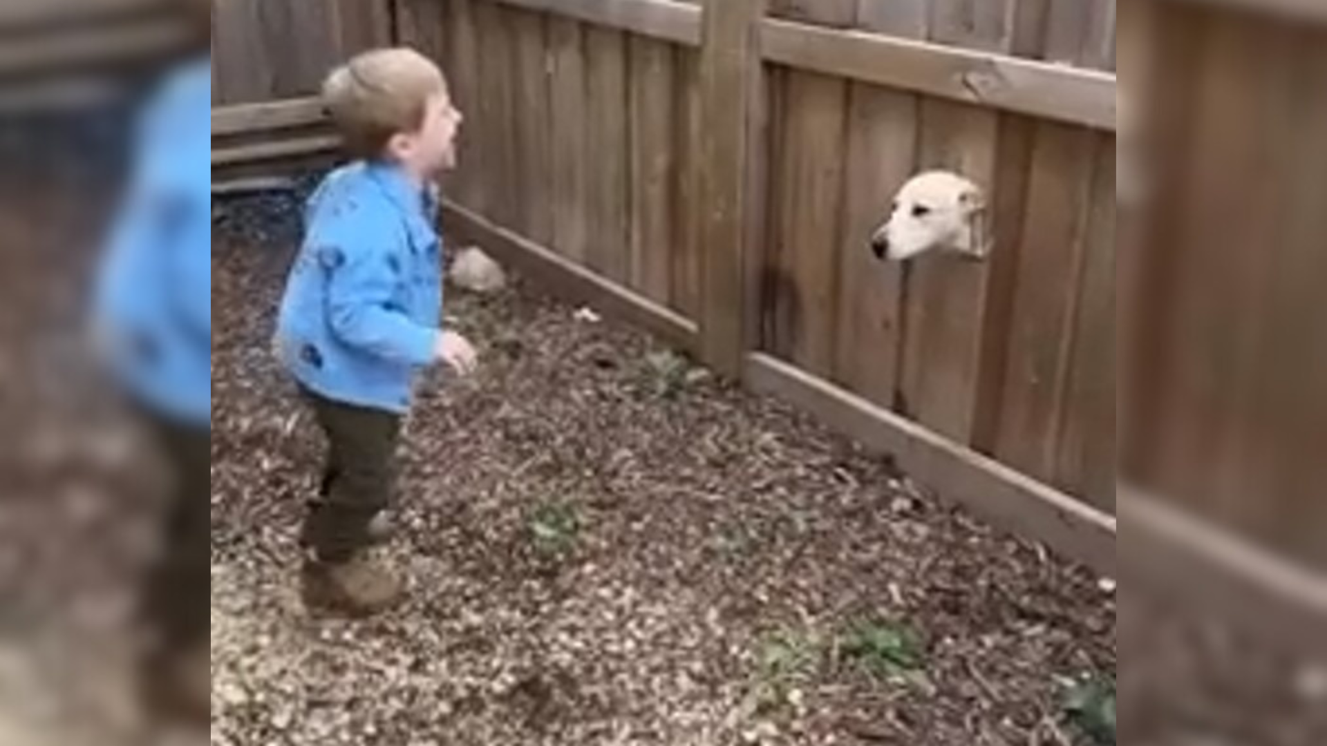 dog sticking head through fence at child