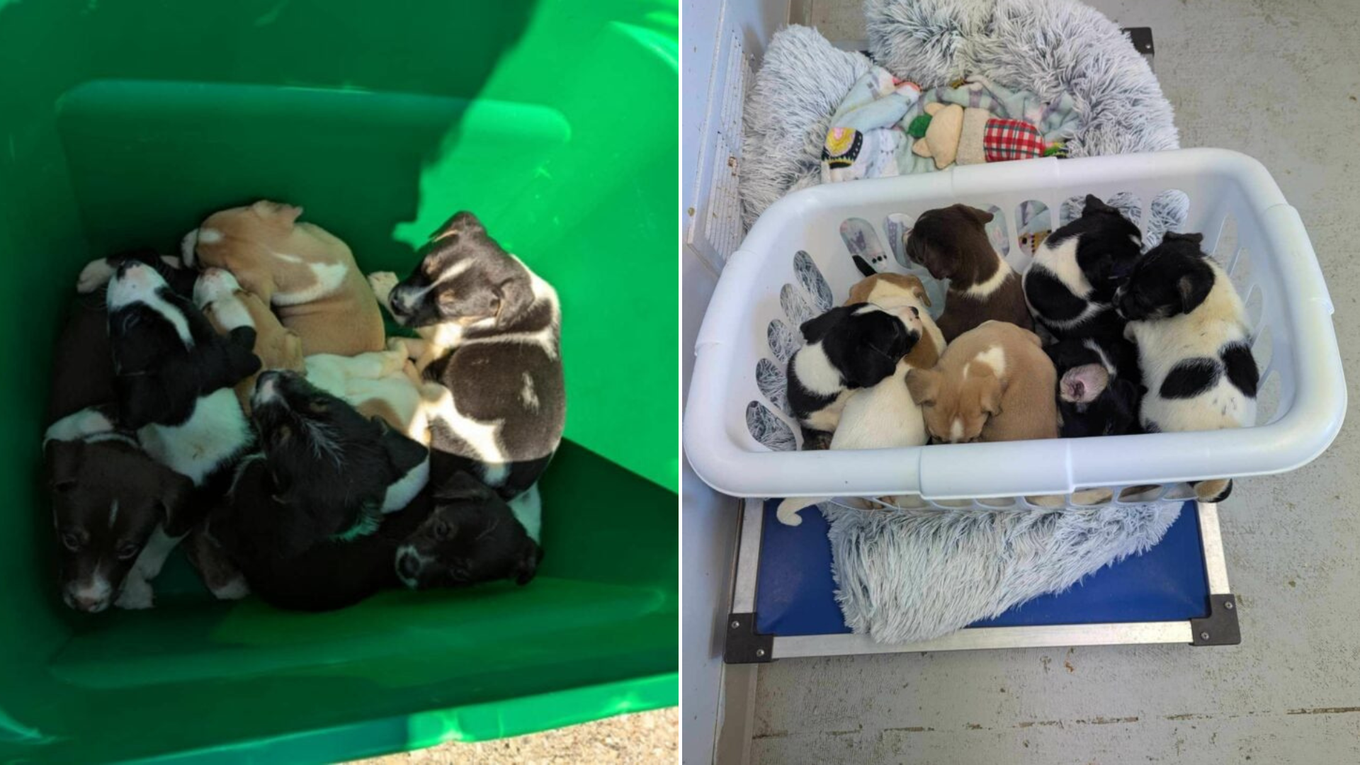 puppies in a plastic box