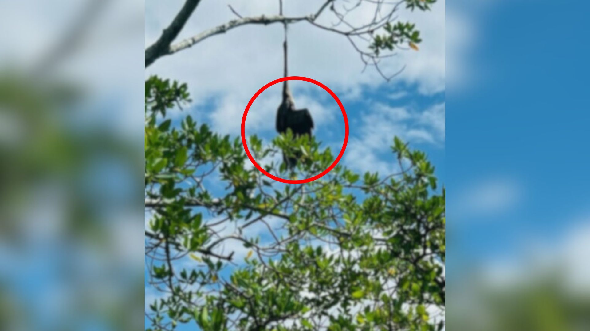 trapped animal on tree