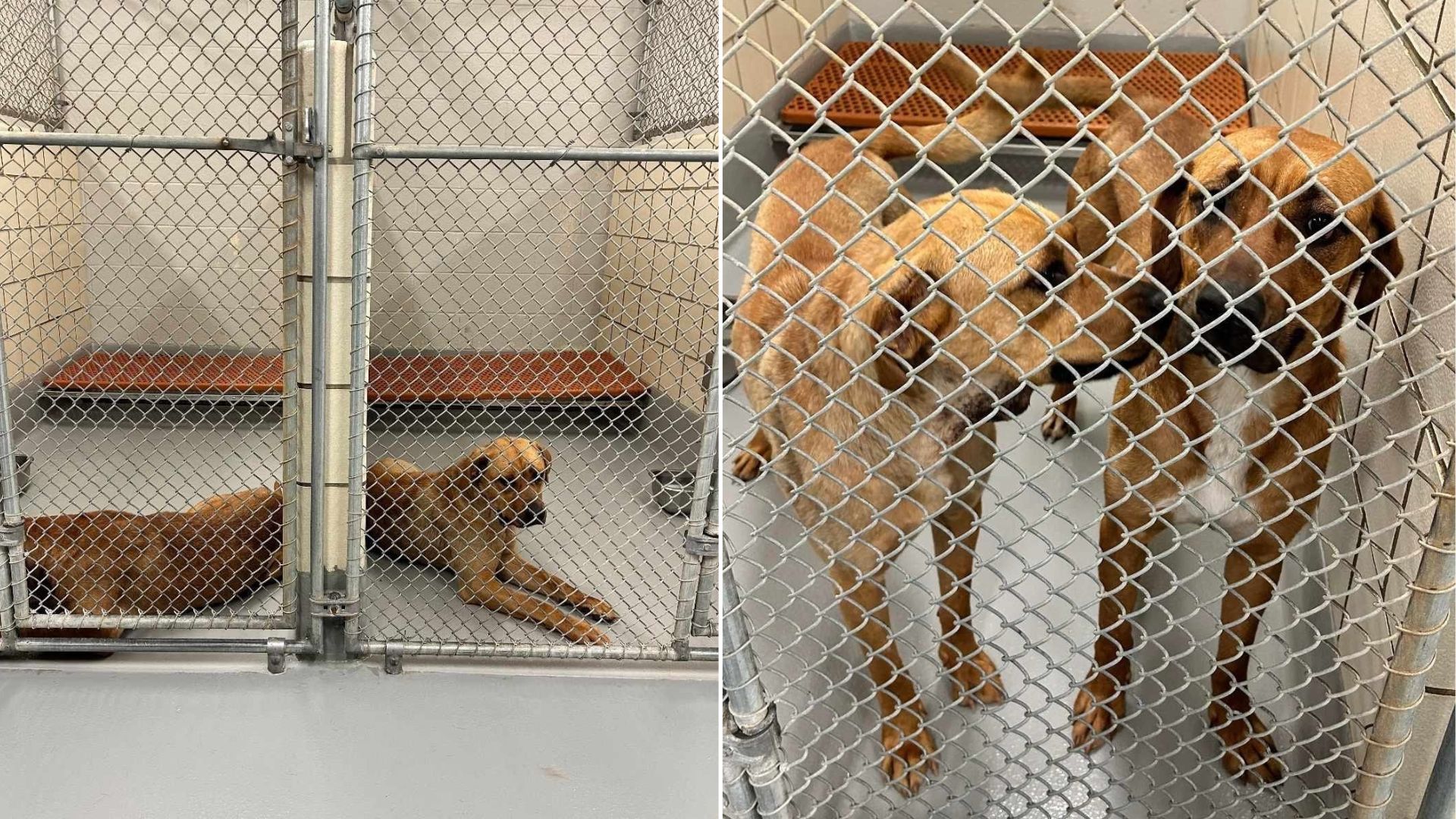 brown dog in shelter