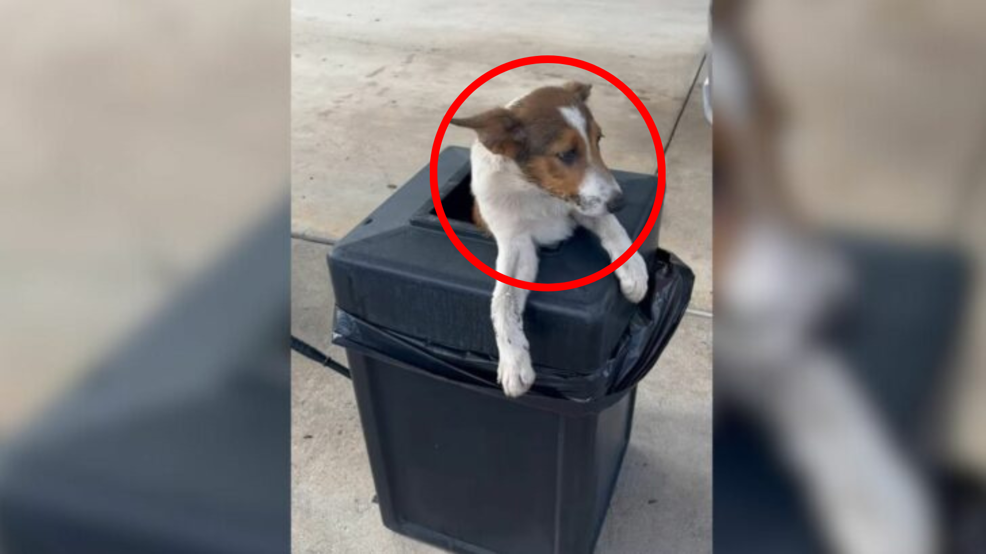 dog in trash can