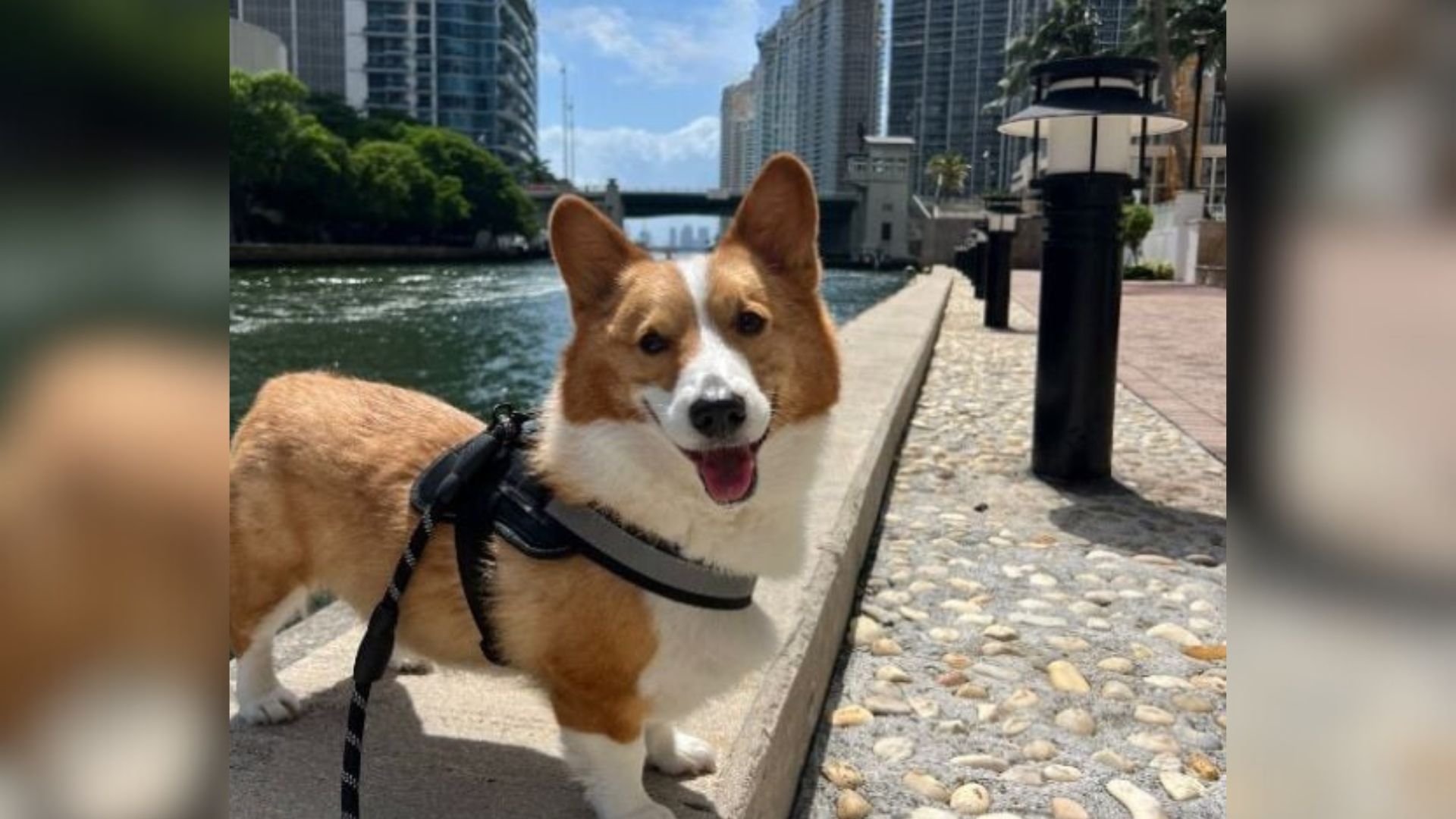 cute corgi