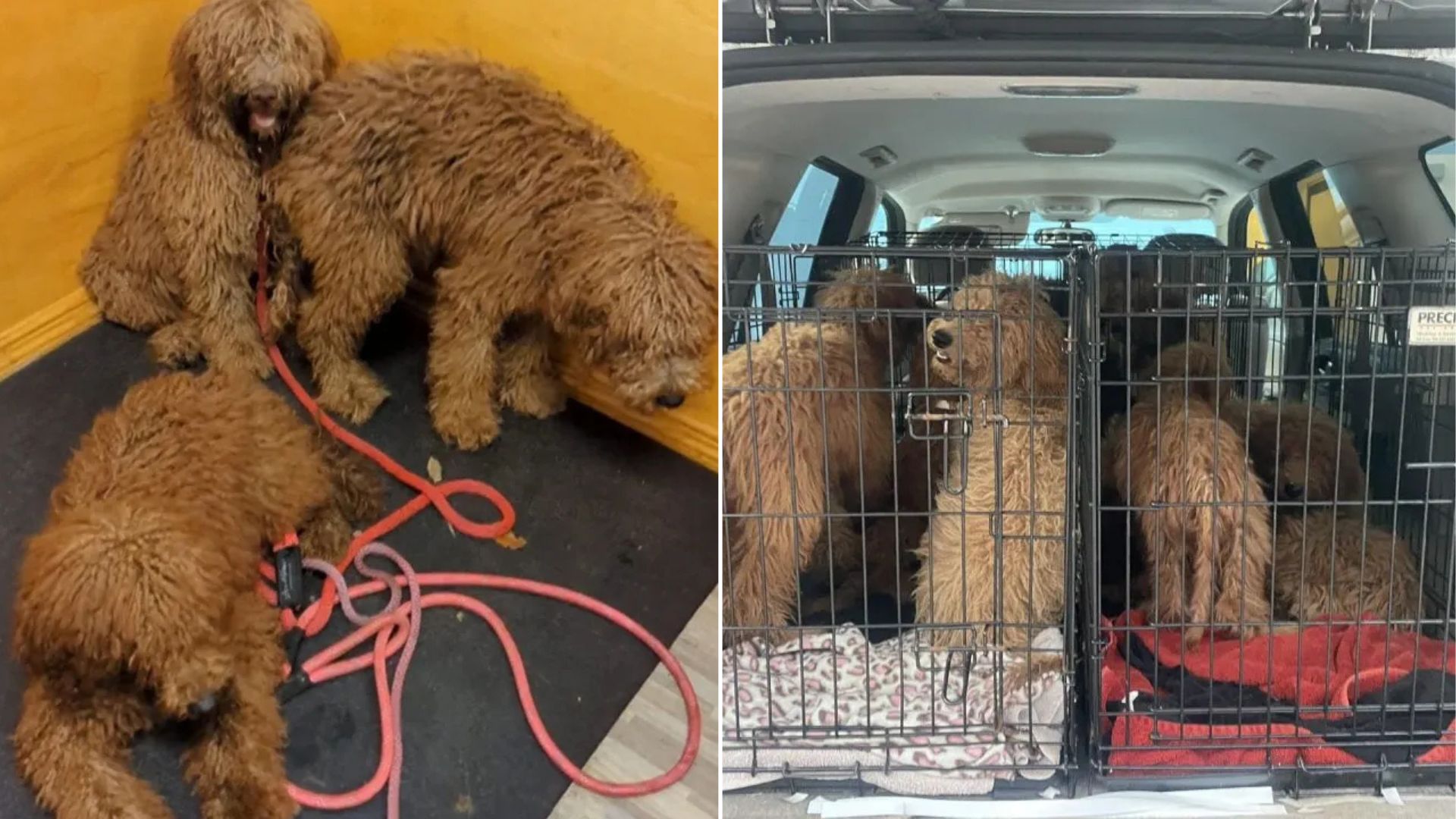 Goldendoodle puppies