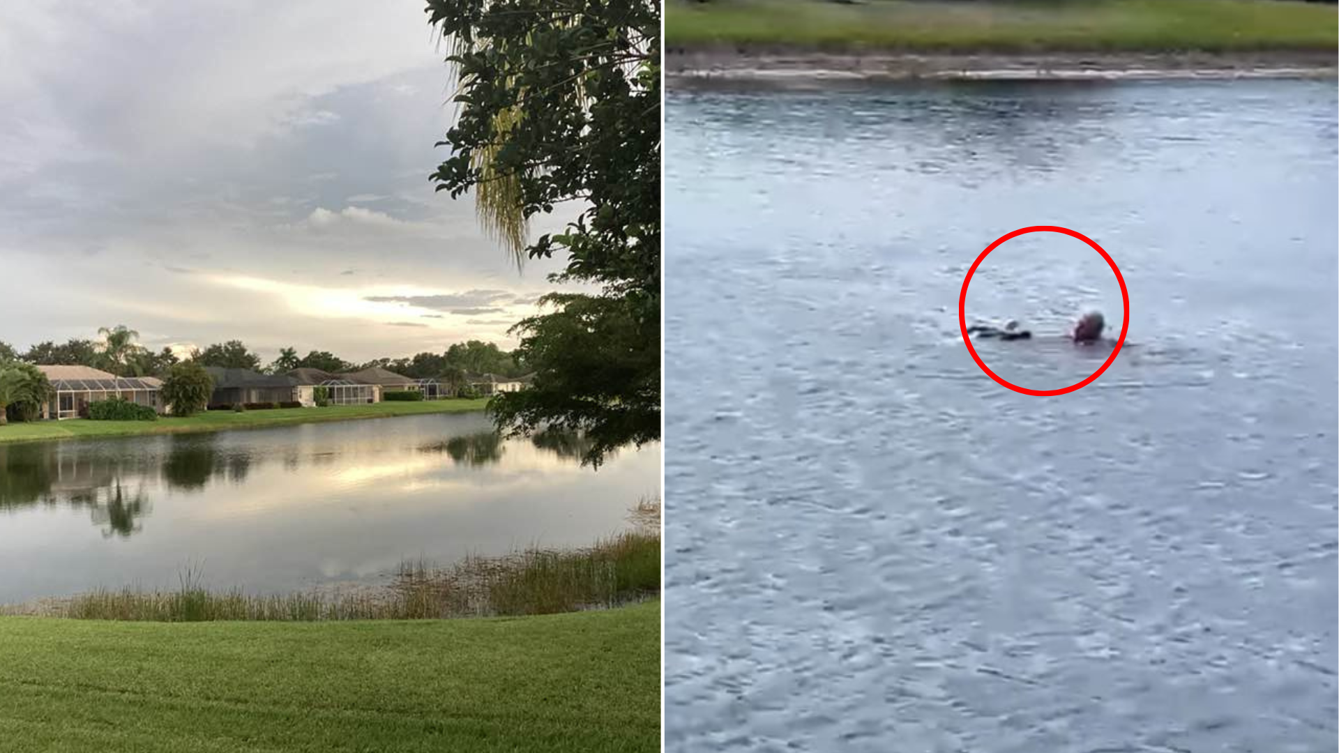 bird and alligator struggling in lake