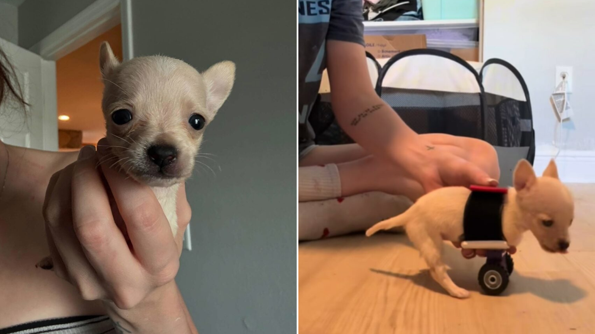 Florida Puppy With Special Needs Begins New Chapter After Foster Mom Designs Homemade Wheels