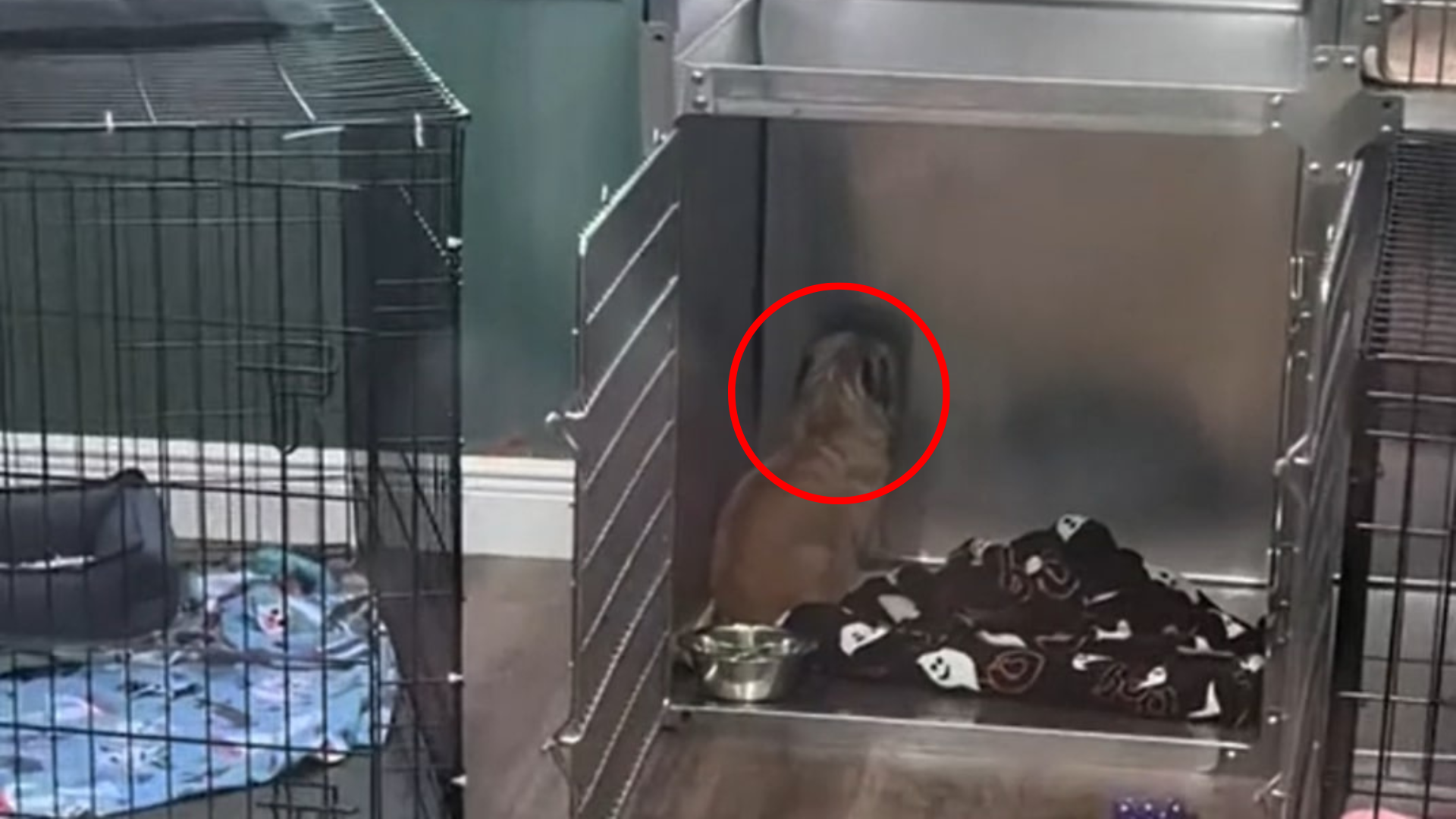 sad dog in kennel
