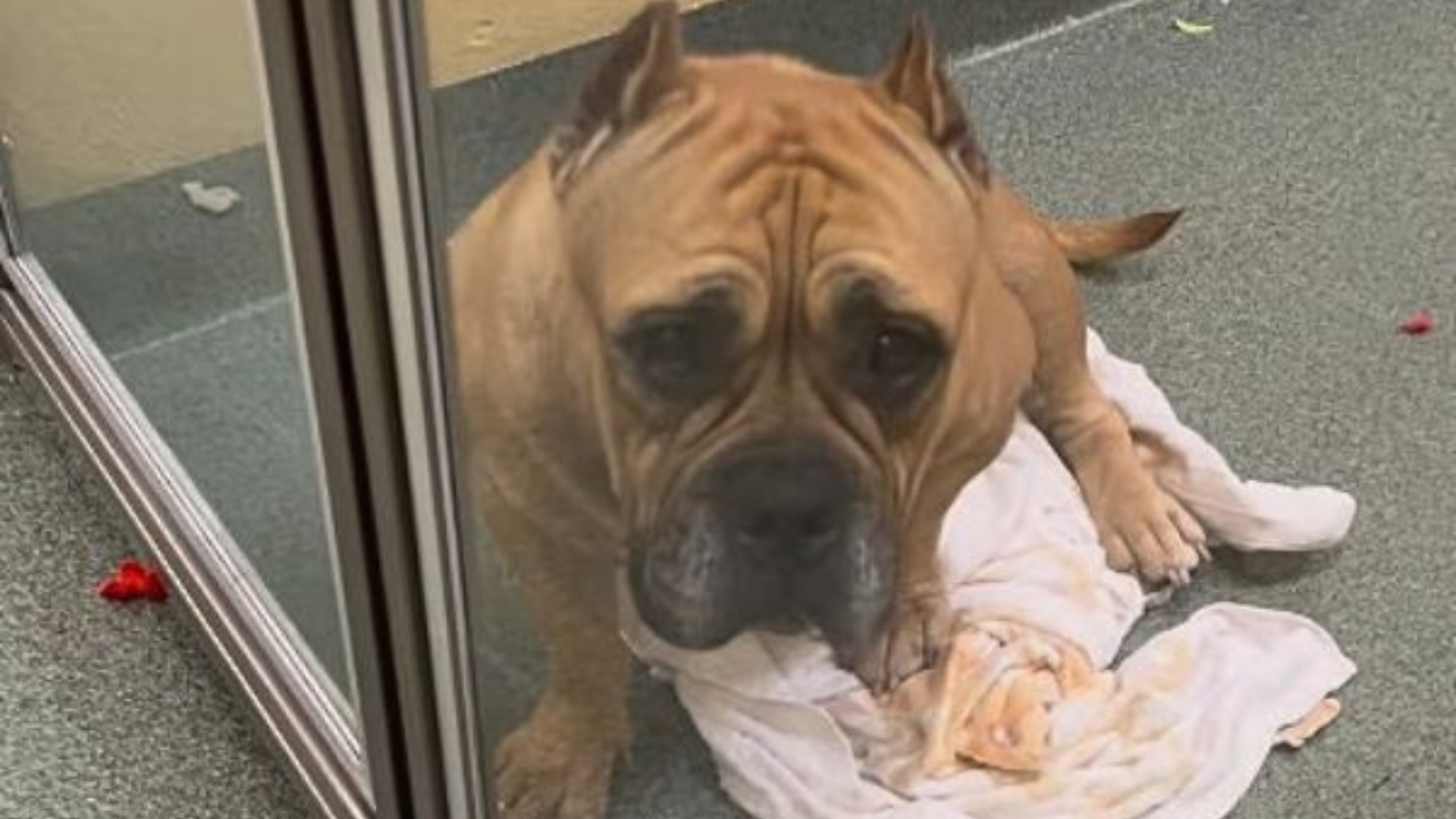 shelter dog with sad face