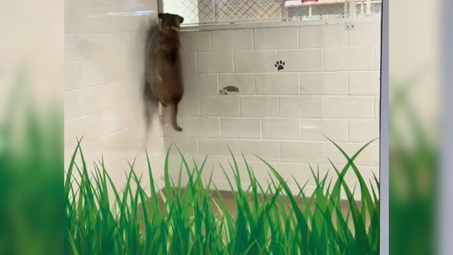 dog climbing on wall