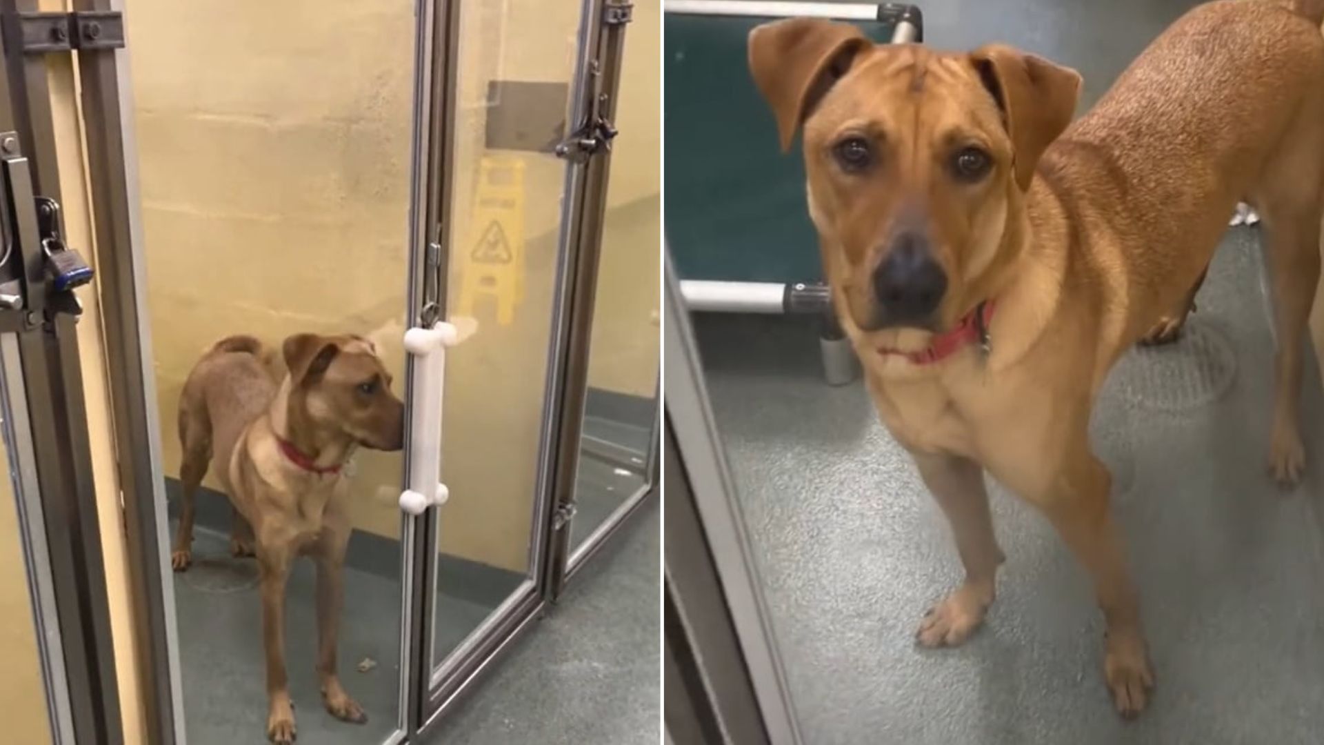 cute brown shelter dog