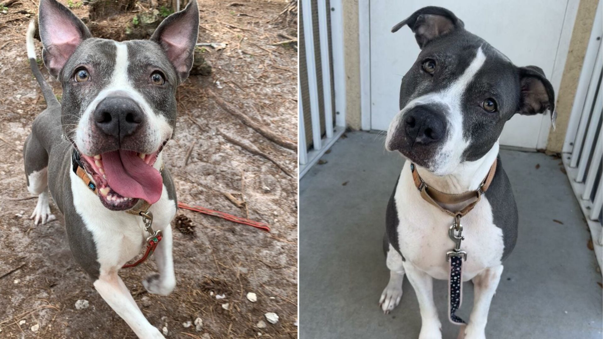 adorable shelter dog