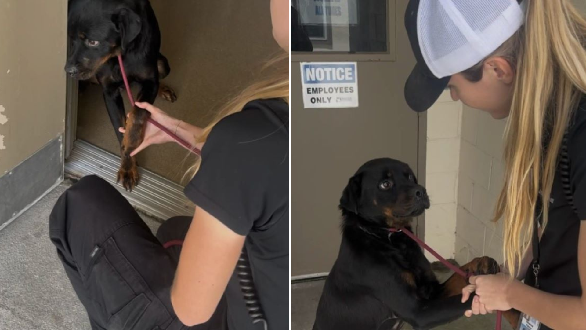 woman with black stray dog