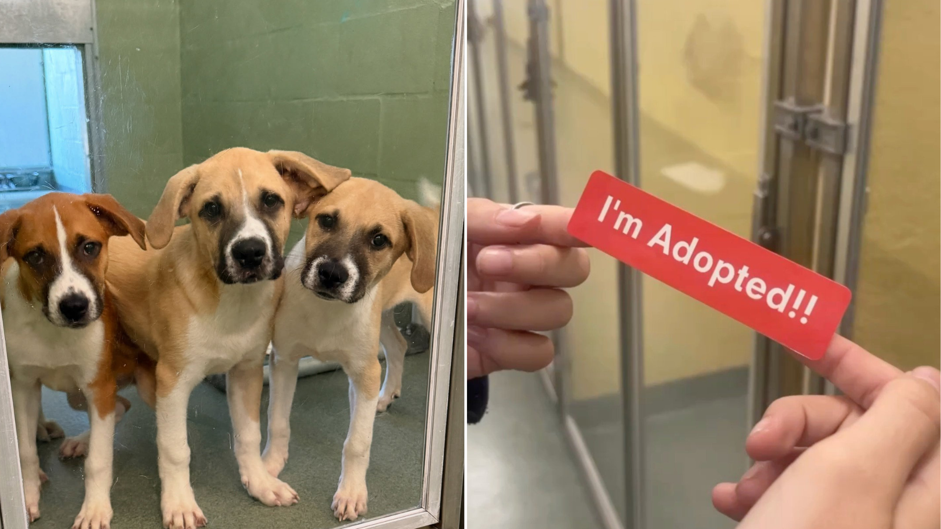 shelter dogs adopted