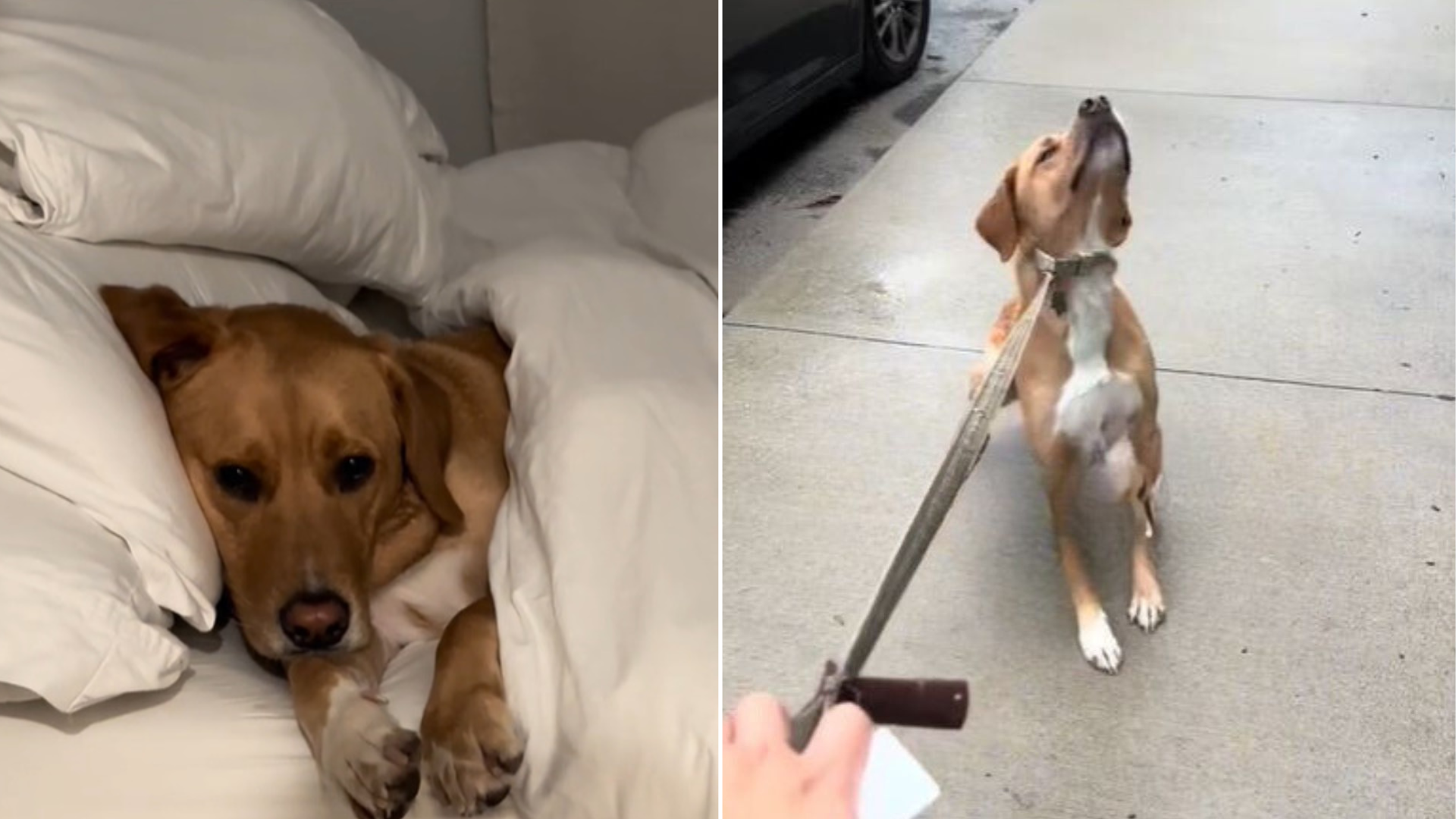 dog refusing to walk