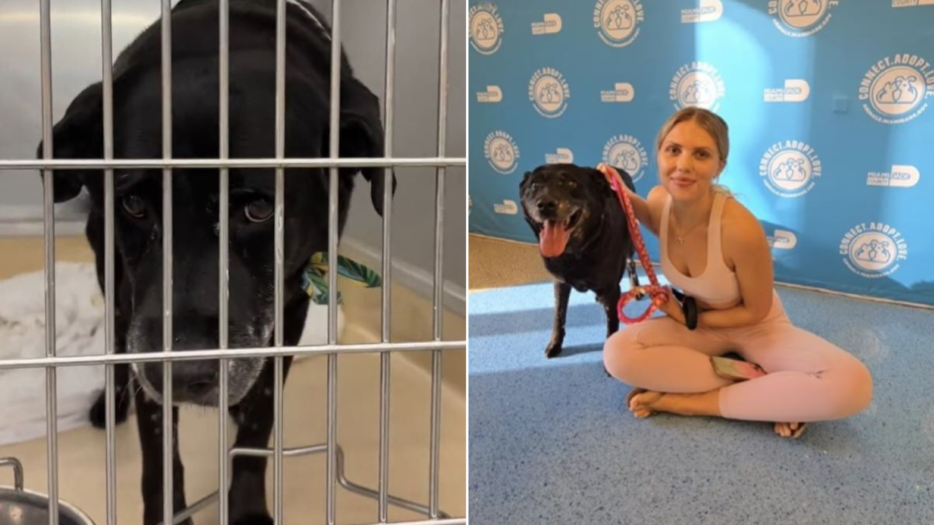 shelter dog with woman