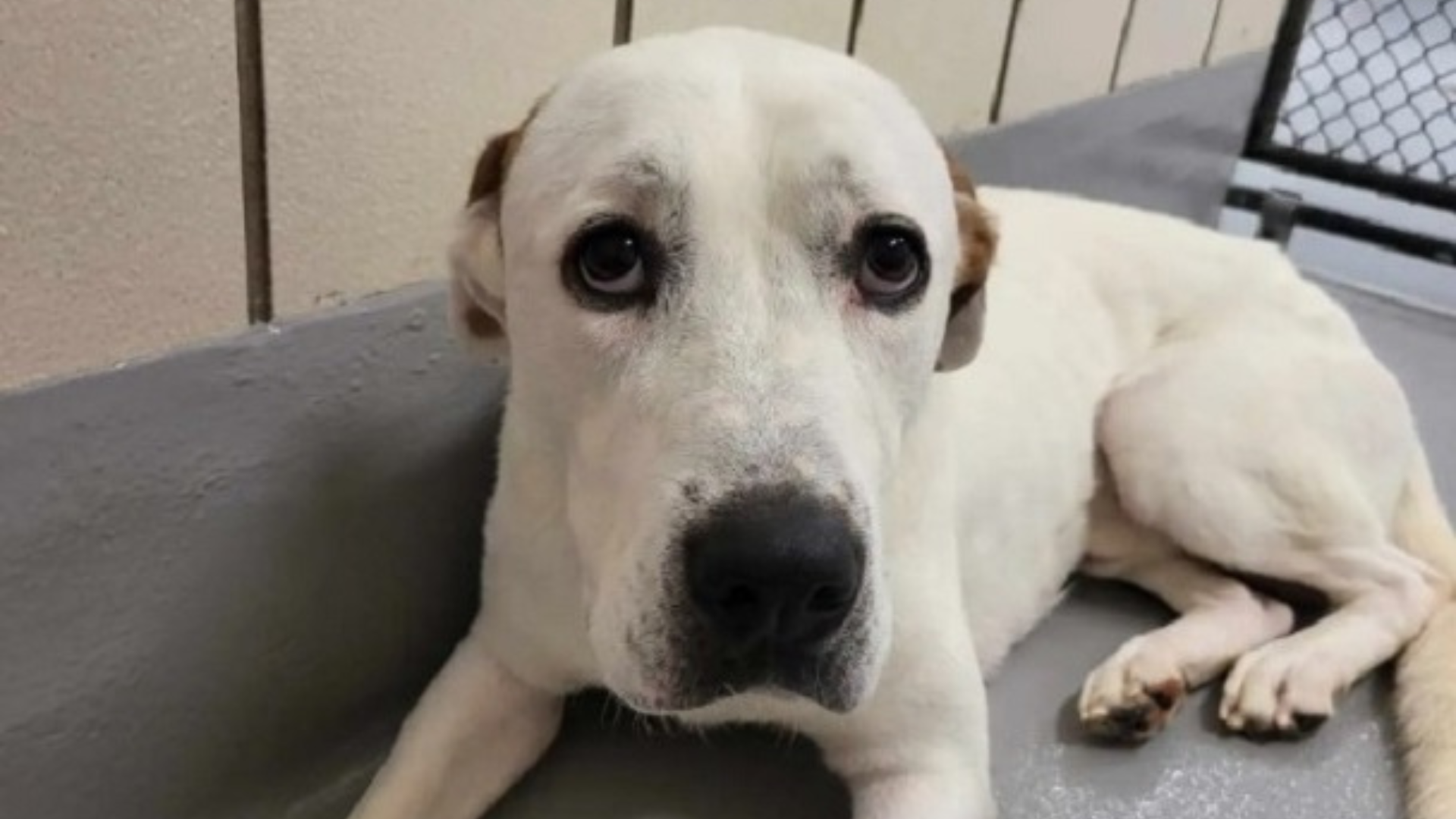 white dog with sad face