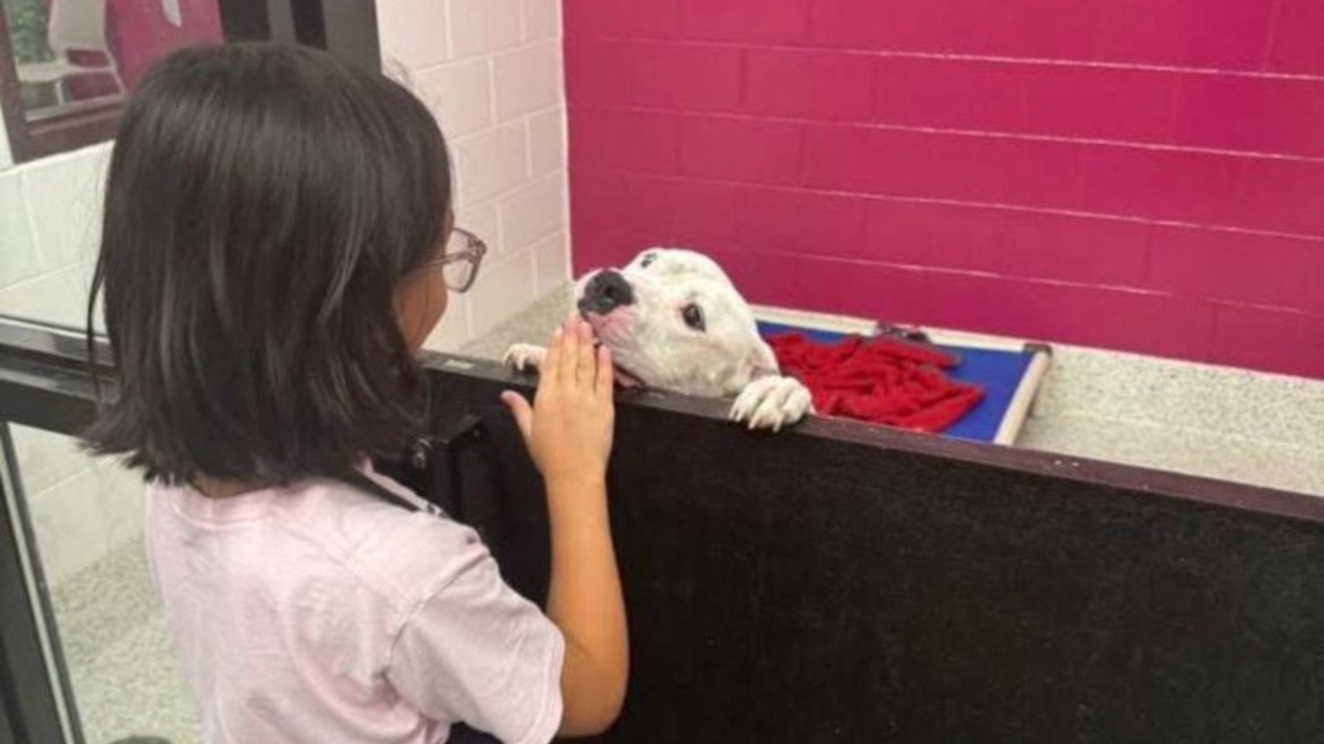 child petting dog in shelter
