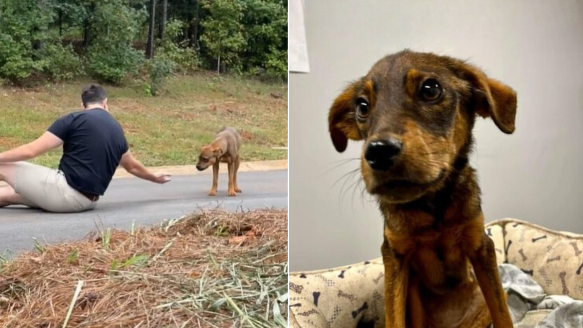 man approaching stray in the street