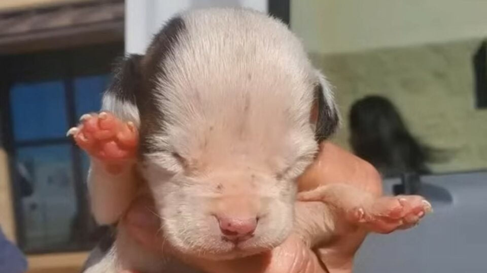 cute newborn puppy