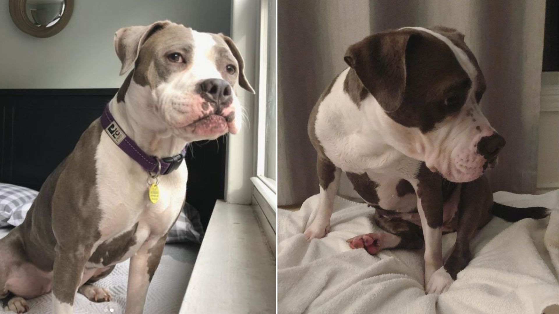 adorable shelter dog