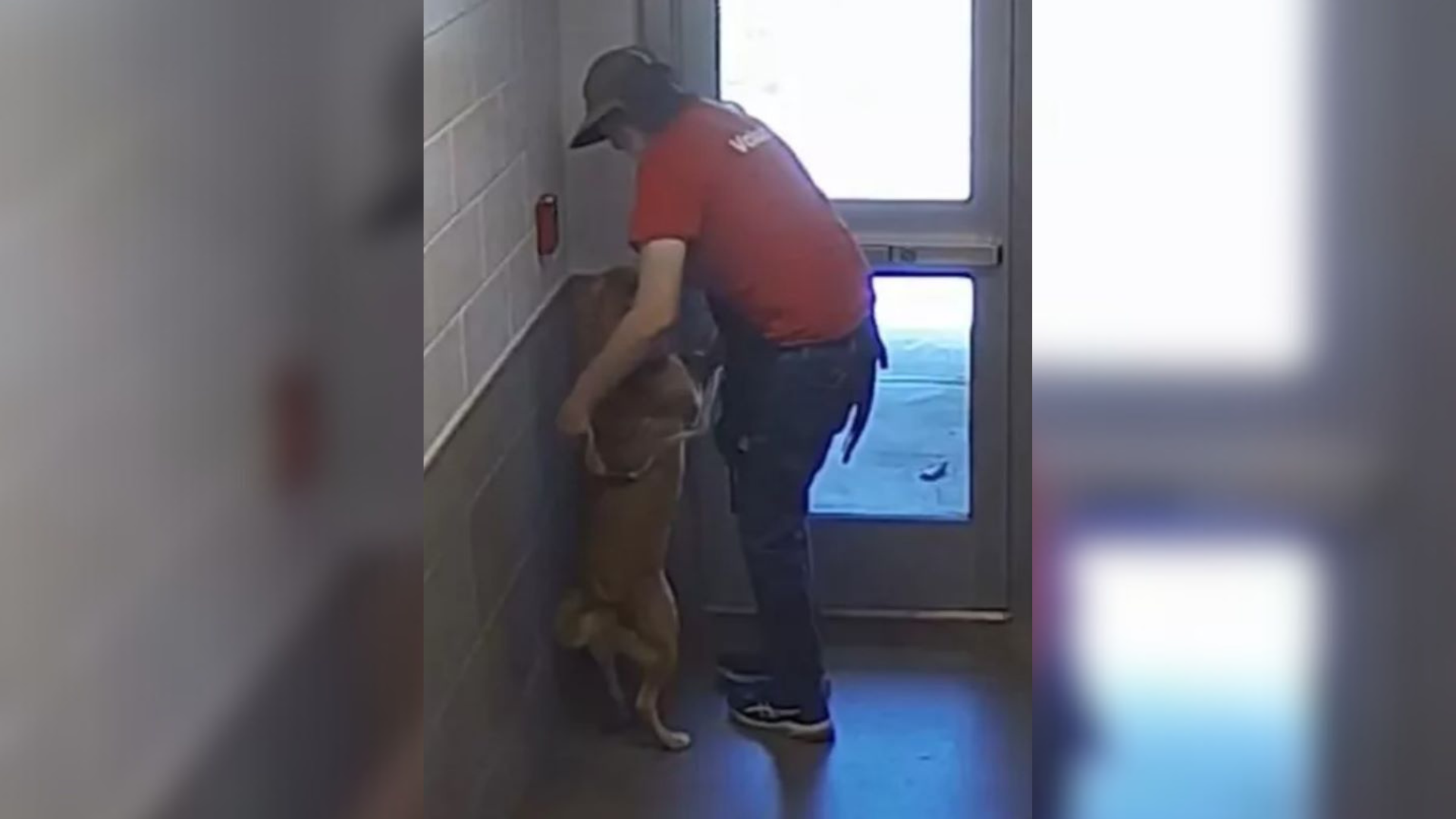 dog and person going outside