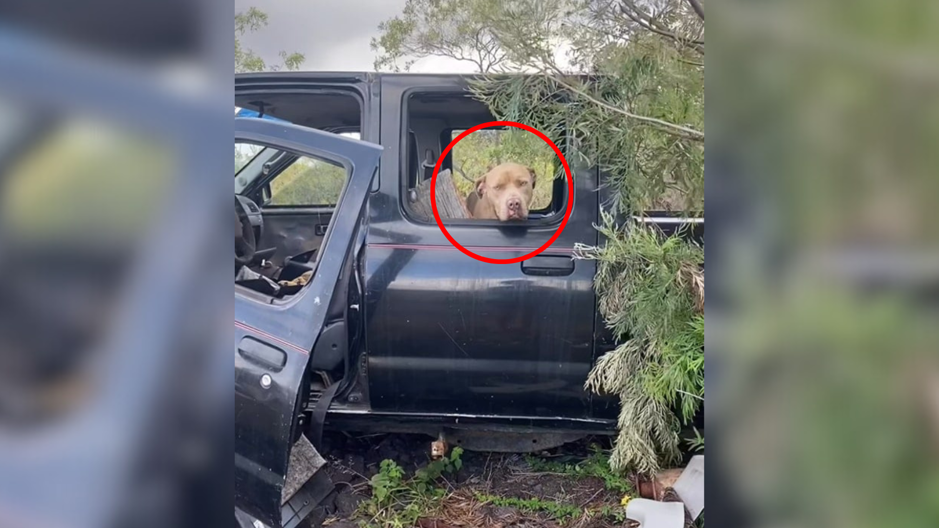 dog inside abandoned truck